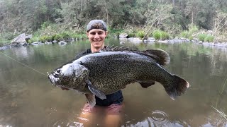 Chasing Bass, Hooking GIANTS!! Eastern Cod surprise in the Clarence.