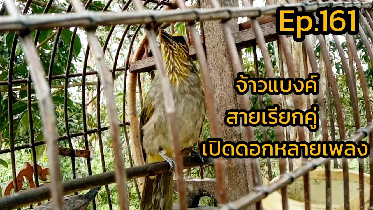 เสียงนกดอกแตงEp.161 จ้าวแบงค์ สายเรียก!! Suara pikat merbah lekir gacor