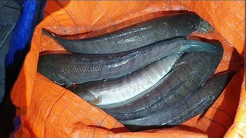 Cắm câu cá lóc kéo lúc cần thấy mê