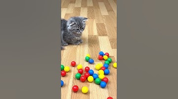 🐱 Beads 🌈 Reverse Video ASMR #reverse #asmr #shorts