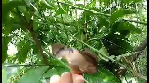 Mus Yos Cuab Noog Mag Zoo kawg #1 : 25/8/2020