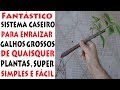 Fantástico, Sistema caseiro para enraizar galhos grossos de qualquer planta facilmente!