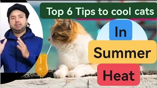 How to cool cats in summer | Top 6 useful tips to cool kittens | Hindi |Urdu