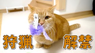 野生を忘れていた家猫が狩猟本能に目覚めました【短足マンチカン】