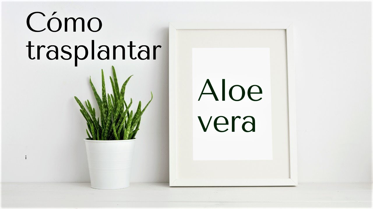 Cmo trasplantar Aloe vera