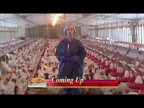 Reporter John Lobertini takes us to meet a Utah ranching family where sheep, snowmobiles and horses are part of a family operation thats been honored for protecting the environment. Reporter Akiba Howard visits a Nebraska farm where a young couple has decided to make their future on the land. Reporter Sarah Gardner discovers that a "better chicken" comes from research that ultimately affects dinner on your table. Reporter Rob Stewart finds a New England company bringing the past to life in restoring Americas historic barns. The Monsanto Company - www.monsanto.com and the American Farm Bureau Federation - http make presentation of America's Heartland possible.