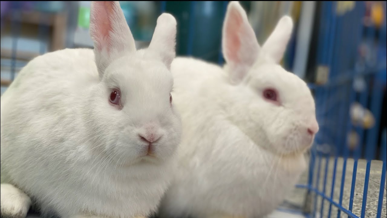 Adoptable Pet Two Bonded Florida White Rabbits Looking For A Forever Home Westfordcat News Online