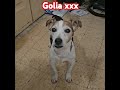 Jackrussell Golia non mi si fila più, vuole stare solo con mia moglie.