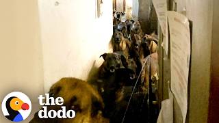 terrified german shepherd finally finds courage stand dodo