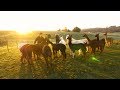 Hillsboro Alpaca Ranch - The Creation and Operation