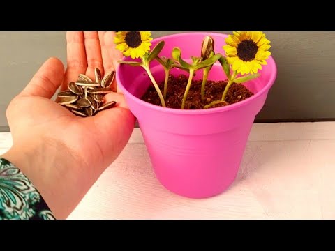 زراعه منزلية|زرعت اللب السوري عباد الشمس البيت🌻|كيفية زراعة زهرة دوار الشمس  بطريقه سهله جداً - YouTube