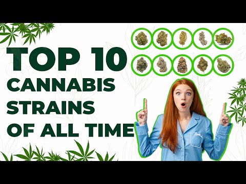 Top 10 Cannabis Strains Of All Time || High Life Global
