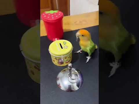 Akıllı kuş