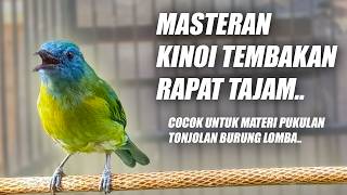 Cucak Kinoi Gacor  Isian Tembakan Siri Siri Mewah Nembak Panjang Jeda Speed Rapat Tajam Pedas