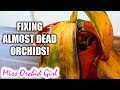 10 ways to (almost) destroy Orchids & how to fix them!