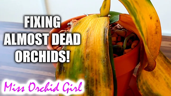 10 ways to (almost) destroy Orchids & how to fix them! - DayDayNews