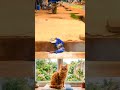 #funny usa funny video #tools #usafunnyvideos