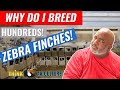 How To Breed Zebra Finches For Profits - Part 1
