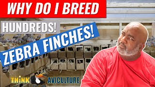 How To Breed Zebra Finches For Profits  Part 1