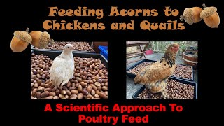 Feeding Acorns to Chickens and Quails by Future Farmers 2,799 views 2 years ago 31 minutes
