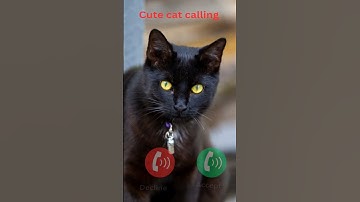 cat calling #ringtone #smartphone #music #ringtones #song #cat #funnycallringto #device #funny