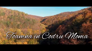 2020 - Toamna In Codru Moma