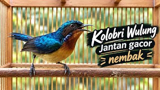 Kolibri wulung / kolibri muncang jantan #kolibri #kowul #kolibriwulung #kowulgacor