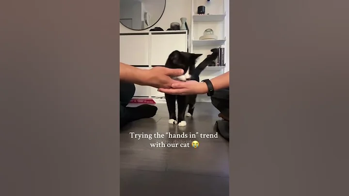 Watch the video about Cat and human playing happily #funny #happy #cat #acute #😂😂