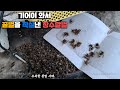 결국 양봉장에 침투한 장수말벌, 오는 족족 조지워싱턴 해봅시다. a groundbreaking method of eradicating Asian murder hornets(eng)