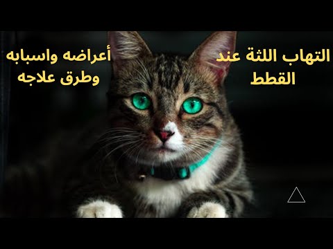 التهاب اللثة عند القطط اعراضه واسبابه وطرق علاجه