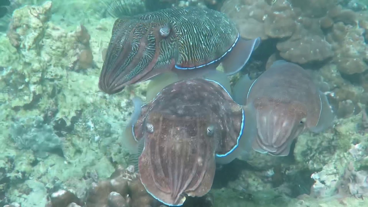 The Cuttlefishes - YouTube