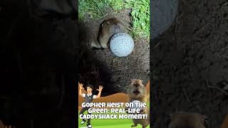 Gopher Heist on the Green: Real-Life Caddyshack Moment! #golfhumor #funnygolf #golffunny #golfcomedy