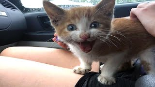 Stray Kitten Can’t Stop Thanking the Woman Who Rescued Him from a Junkyard