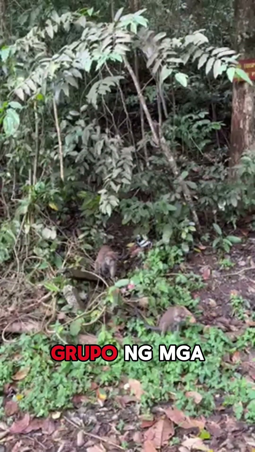 Nakakita na rin ba kayo ng unggoy sa gilid ng kalsada? | Kapuso Mo, Jessica Soho