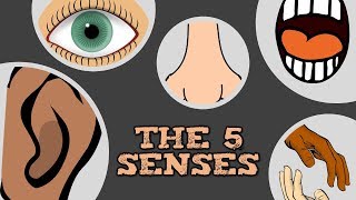 THE 5 SENSES (catchy song for kids about \