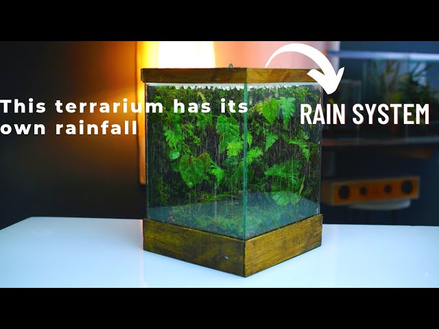⁣i made a terrarium rain garden in a glass tank | rainfall paludarium