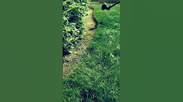 Quick garden grass edging