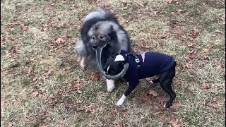 My Dogs Play TUG In Their Huge Yard! by Kumo and Sully 132 views 1 month ago 1 minute, 3 seconds