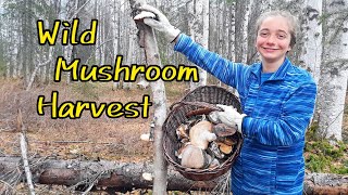 Alaska mushroom foraging, birch tapping & harvesting cottonwood buds for medicinal purposes