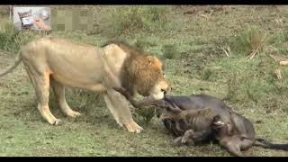 lion vs wildebeest | fight attack الأسد ضد الحيوانات البرية |