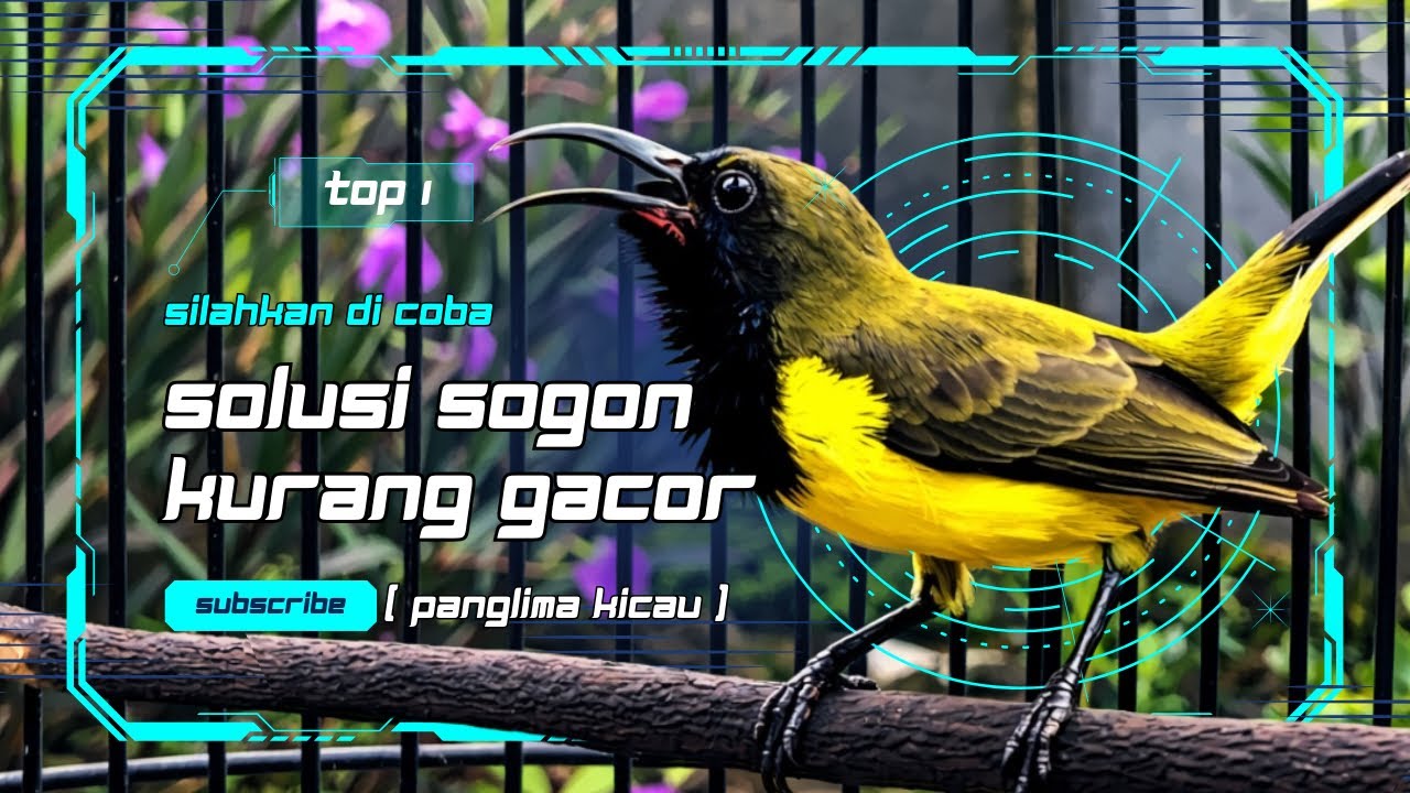 Sogon Kurang Gacor? Coba Pakai Pancingan Ini, Langsung Nembak! 🔥#pancingansogon #sogongacor 