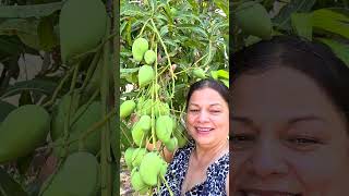 mangos tiernos súper fácil de cortar #a #short #foodie #mangos #mangoes #YouTubeshorts