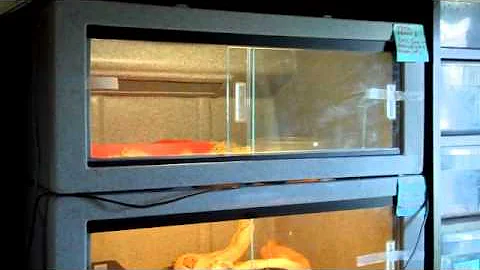 Reptile cage Vision Model #221