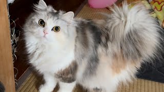 パパが大好き過ぎて狩ろうとしてしまう愛猫❤【スコティッシュフォールド】