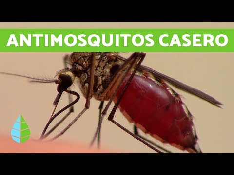 Video: Receta de repelente de insectos ecológico: aprenda sobre los repelentes de insectos ecológicos