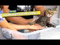 KEDİMİZİ YIKADIK (Keşke Yapmasaydık) OYUNCAX TV MELİKE