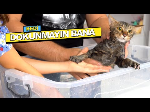 Video: Gerbillerinizi Nasıl Yıkarsınız