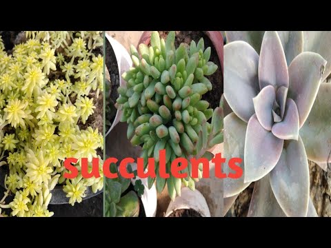 Succulents/beautiful succulent plants.