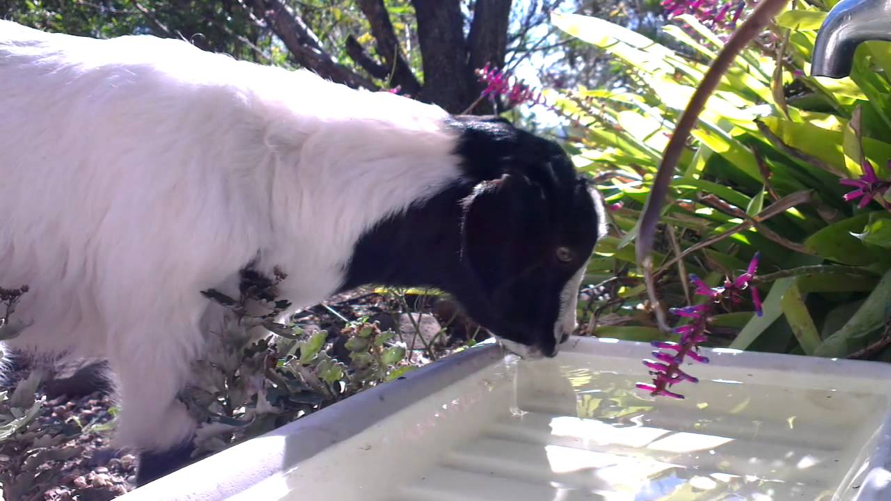 baby goats learning to drink water youtube
