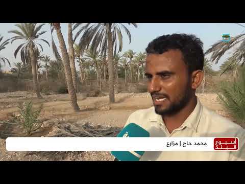 عودة إنتاج التمور في المهره بعد سنوات من الجفاف